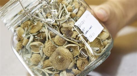 Explore the Mystical World of the Mushroom Magic Bag